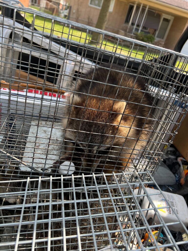 Wildlife Control Grand Ledge