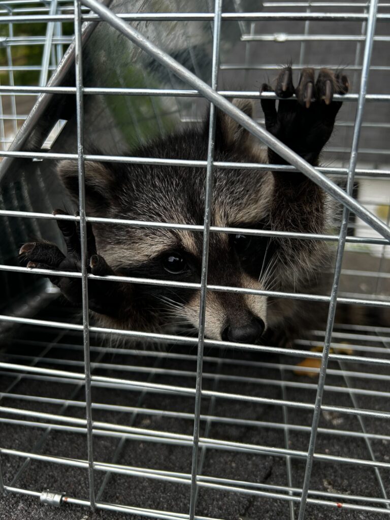 Wildlife Control Grand Ledge