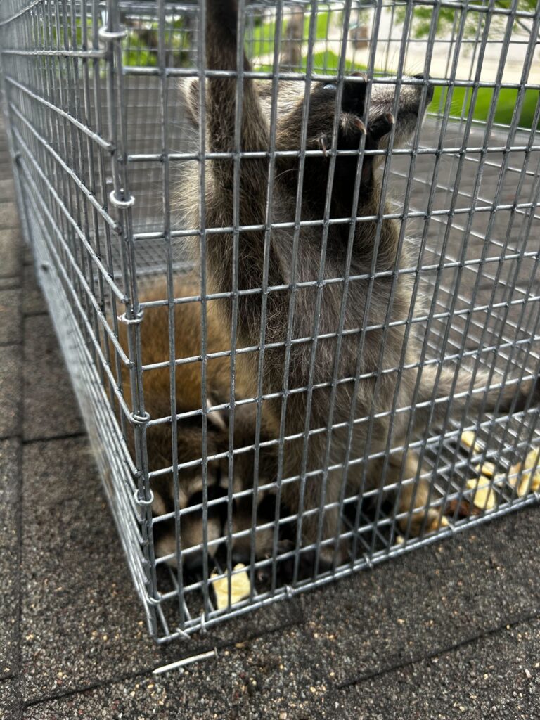 Wildlife Control Grand Ledge