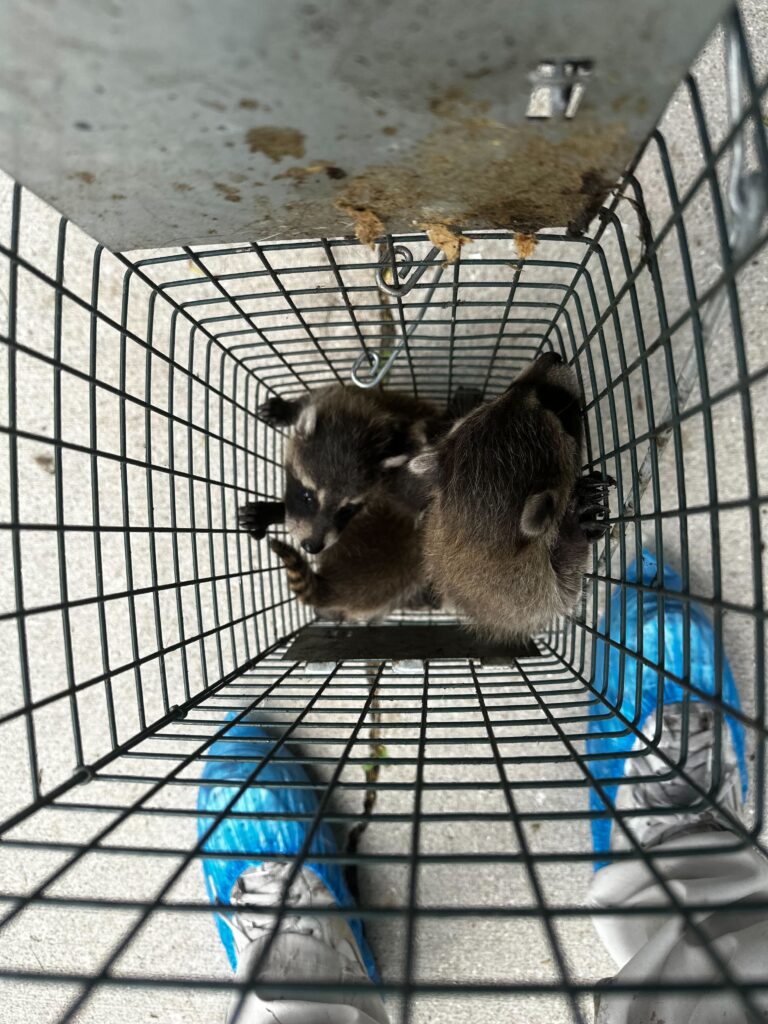 Wildlife Control Grand Ledge