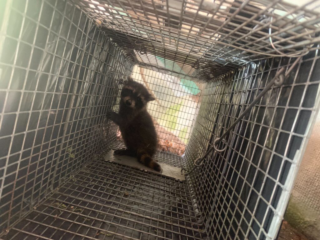 Wildlife Control Grand Ledge